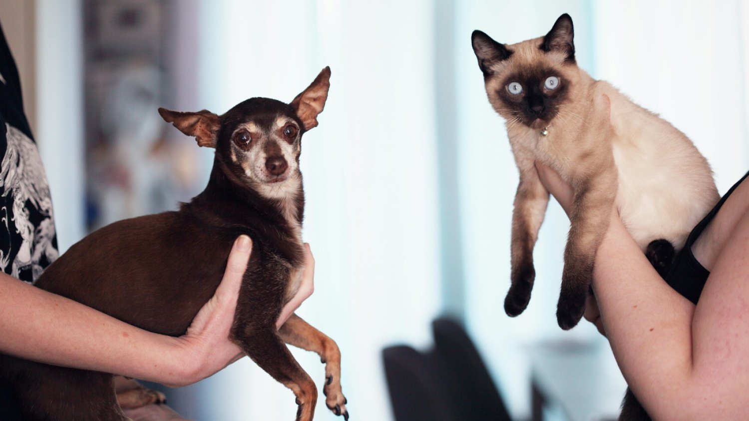 jedna osoba trzyma kota syjamskiego, a druga pieska chihuahua
