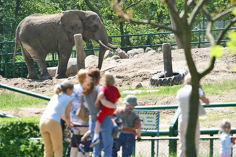 Rosjanie nie wiedzą, że w Polsce nie wolno dokarmiać zwierząt w ZOO. W Gdańsku nie wiedzą... jak im to powiedzieć.