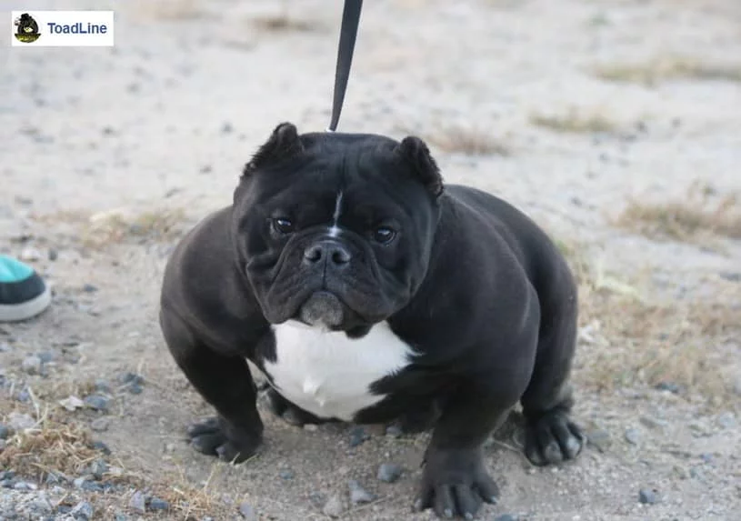 Toadline exotic bully