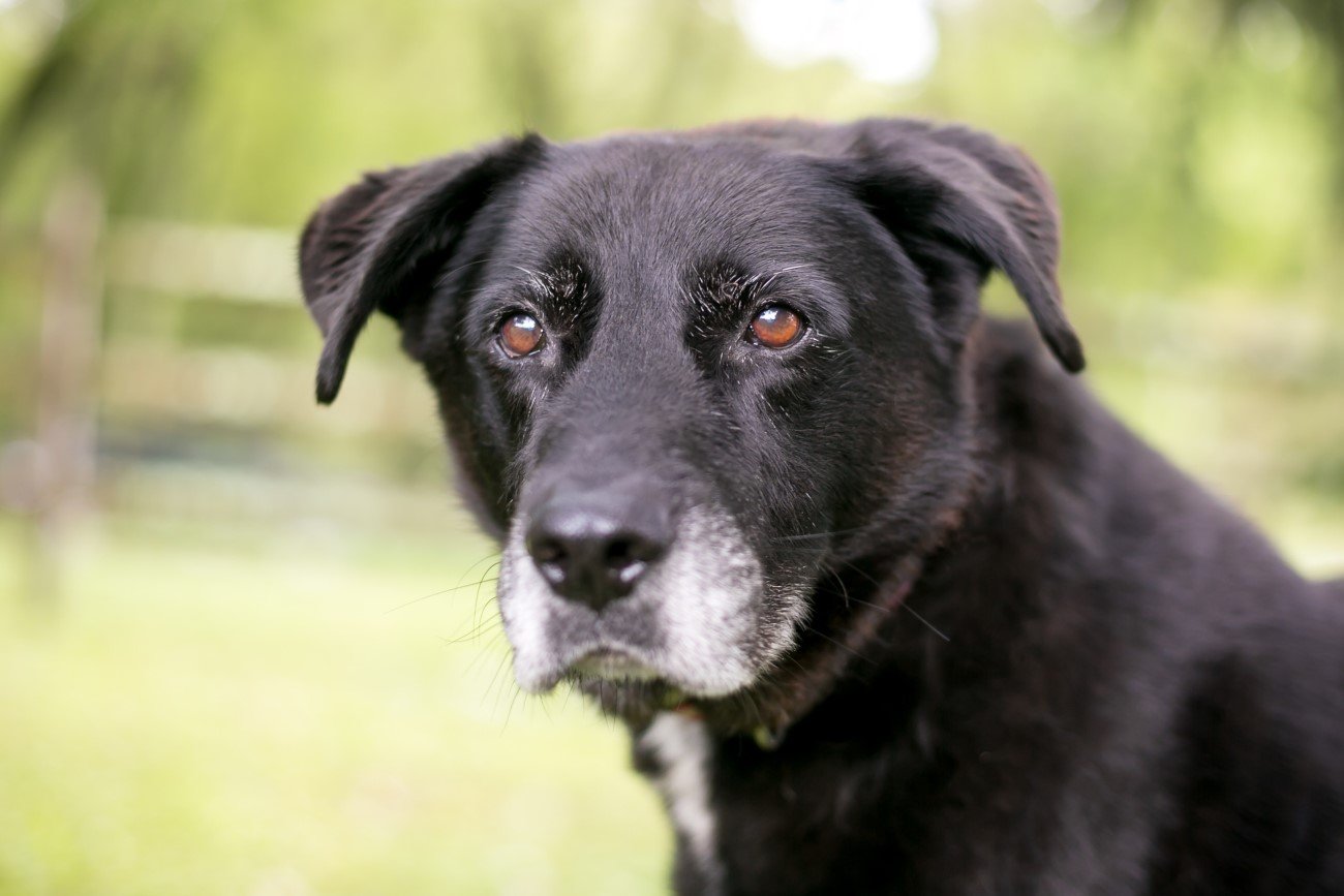 A gdyby dało się powstrzymać starzenie u psów?