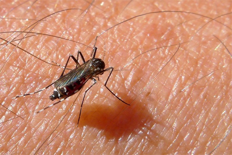 Komar tygrysi jest bardzo niebezpieczny dla życia i zdrowia człowieka.