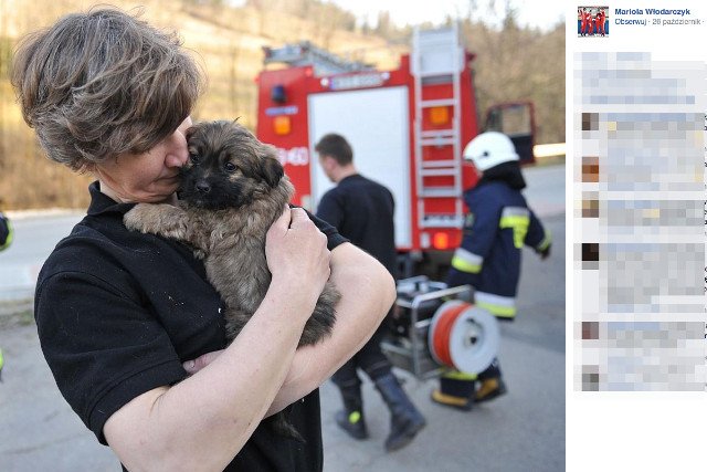 Z pomocą przyszli szczeniakowi strażacy oraz inspektor Ogólnopolskiego Towarzystwa Ochrony Zwierząt "Animals”