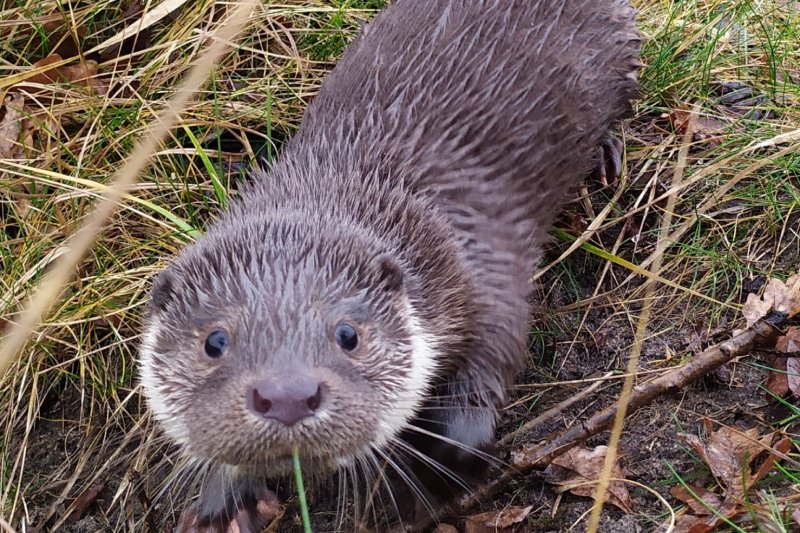Województwo opolskie: Niedowidząca wydra uciekła z azylu. Nagroda dla znalazcy