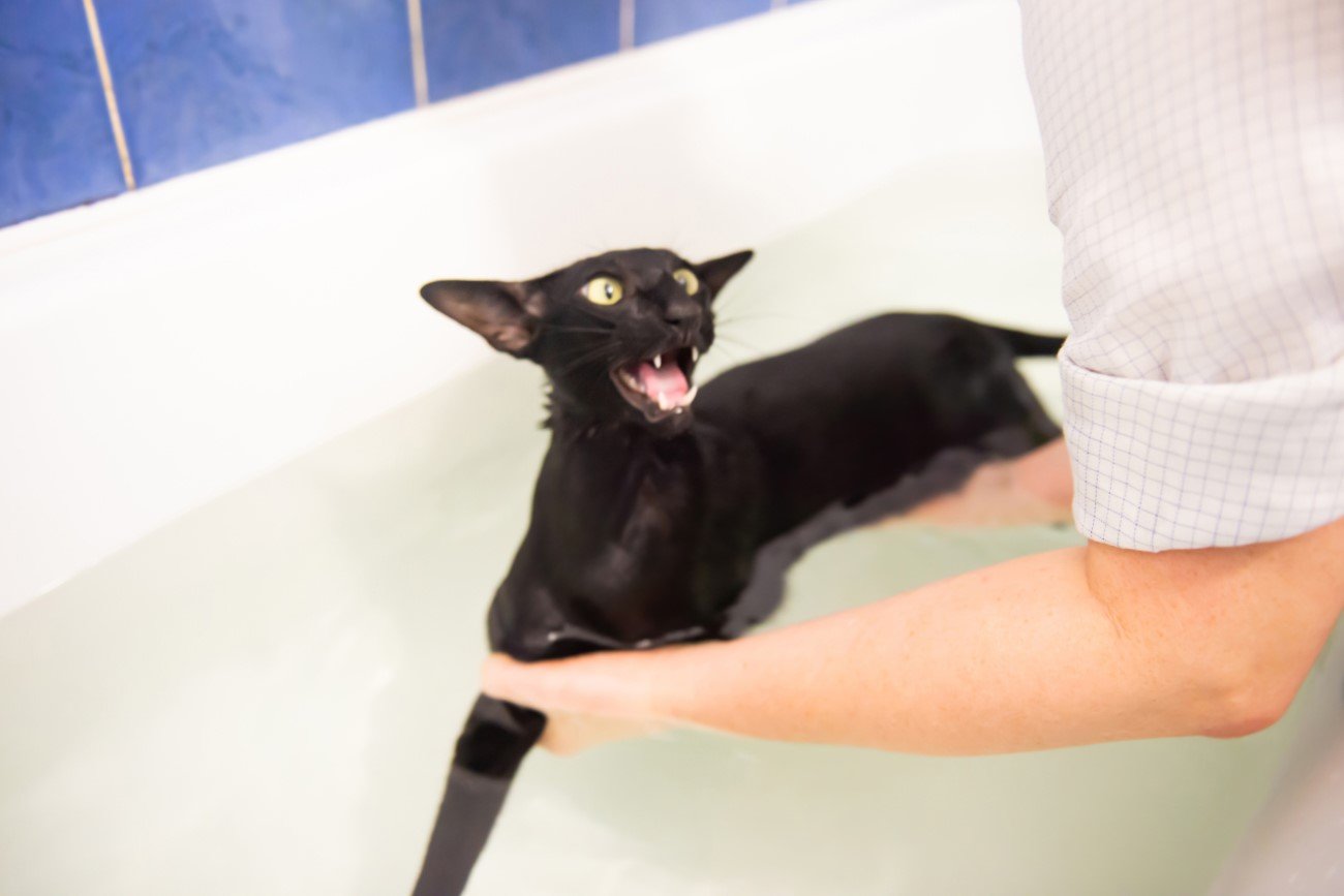 Kąpiel kota może być ogromnym wyzwaniem