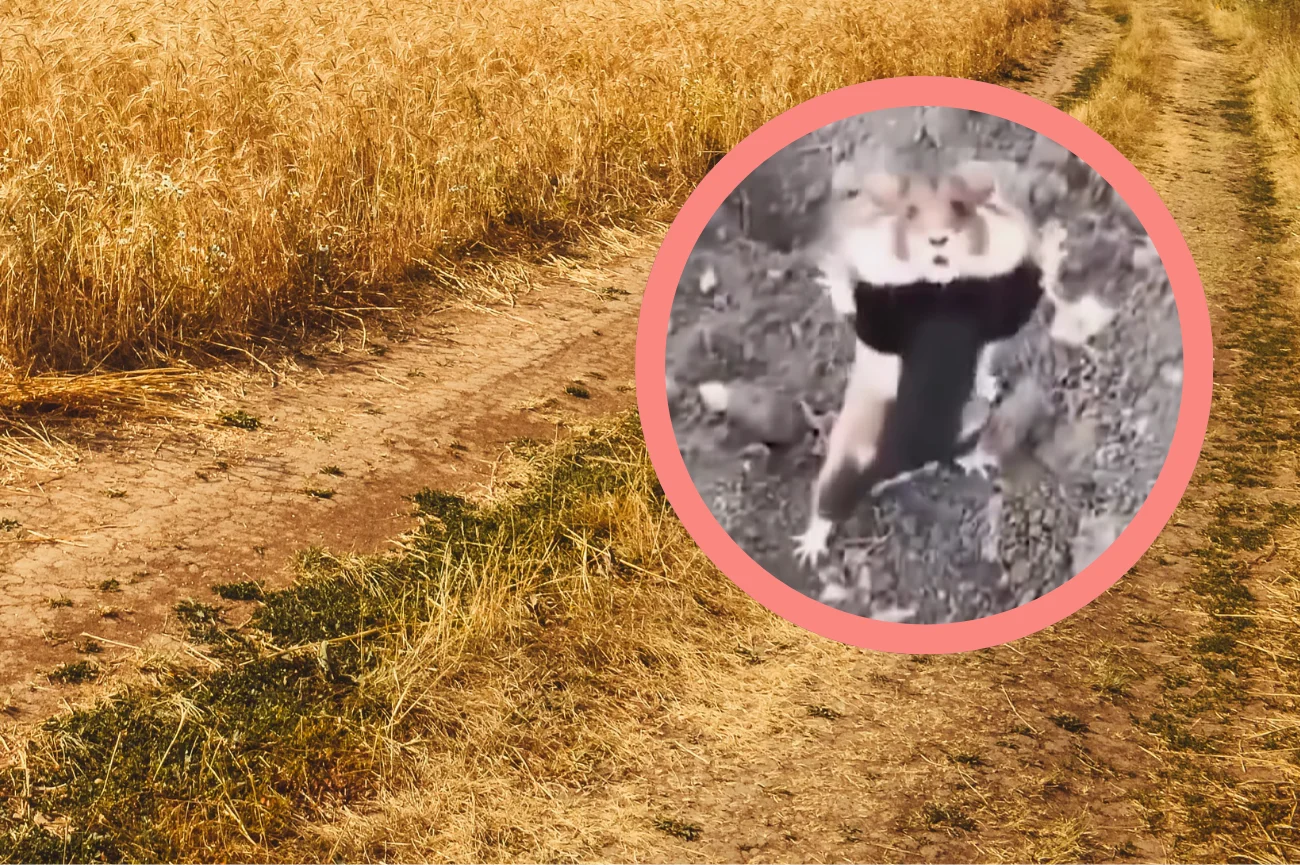 Wideo z walecznym chomikiem europejskim Chomik europejski, wiejski krajobraz