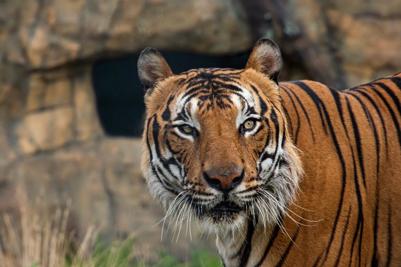 Koronawirus w zoo w Nowym Jorku u tygrysa malezyjskiego.