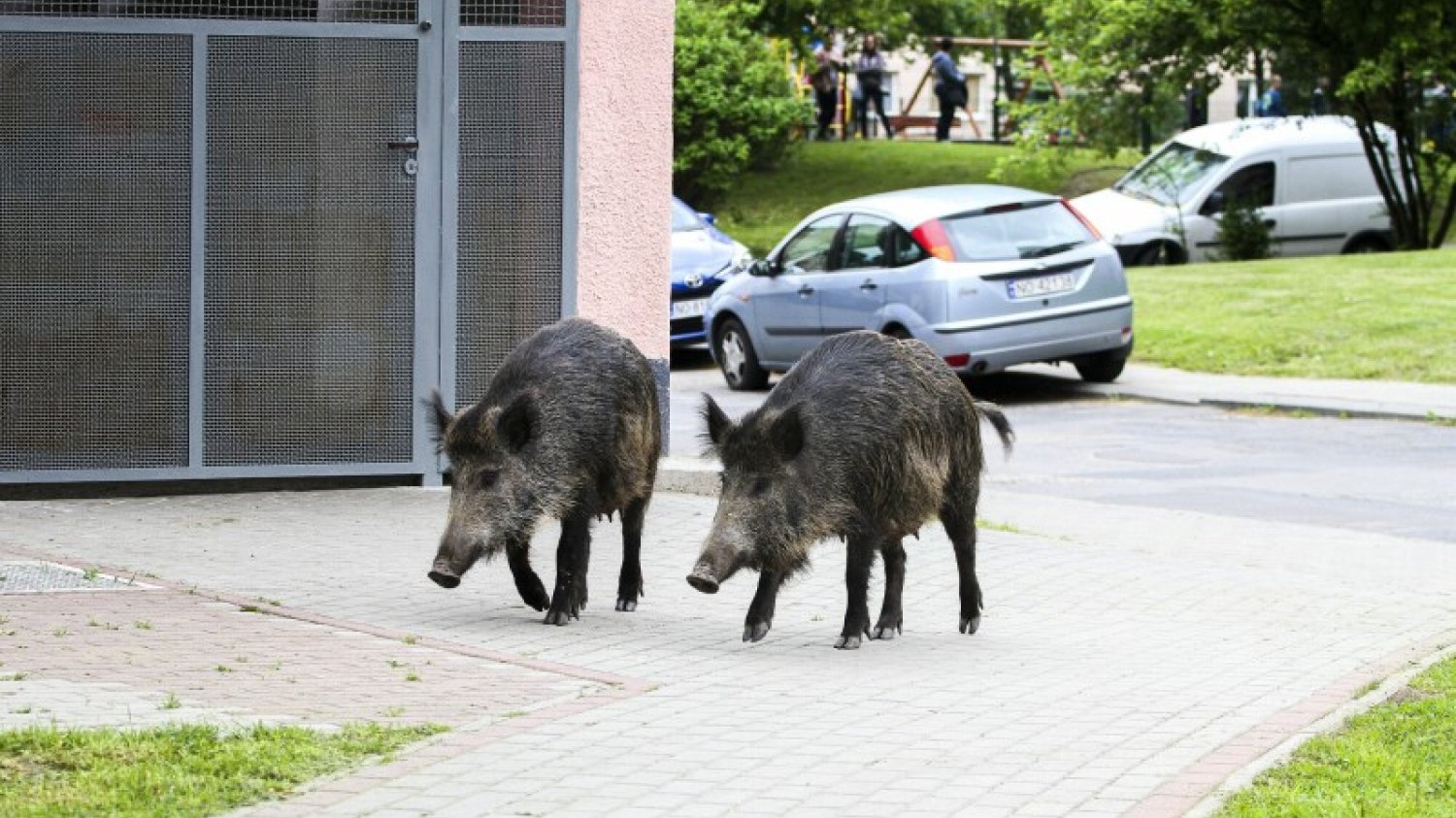 Dziki na chodniku