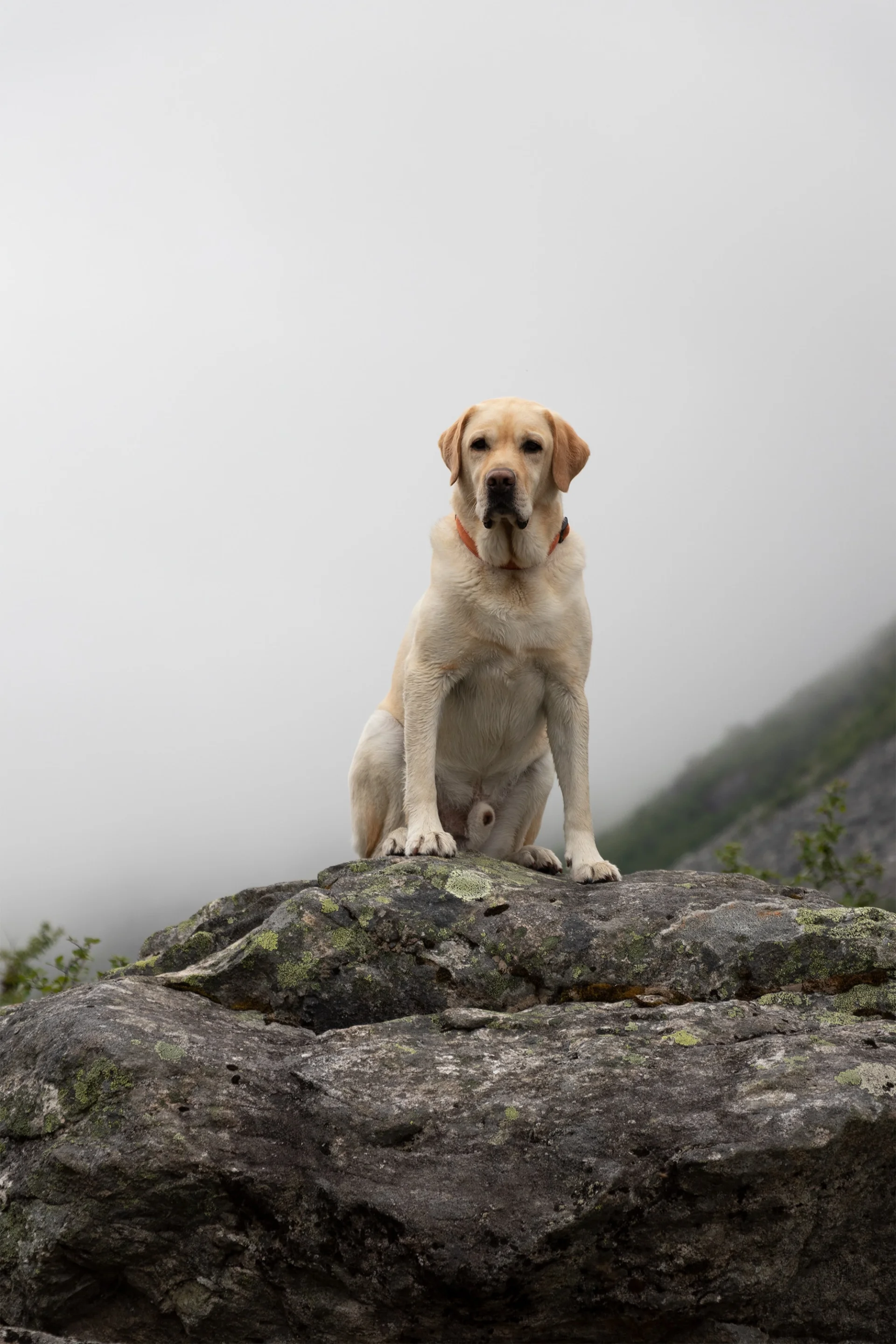 Labrador